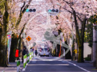 桜丘の街並み