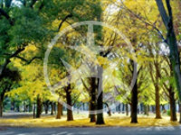 世田谷区千歳台の公園