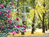 世田谷区船橋の公園