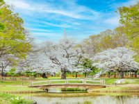 渋谷区代々木公園の人気スポット 代々木公園